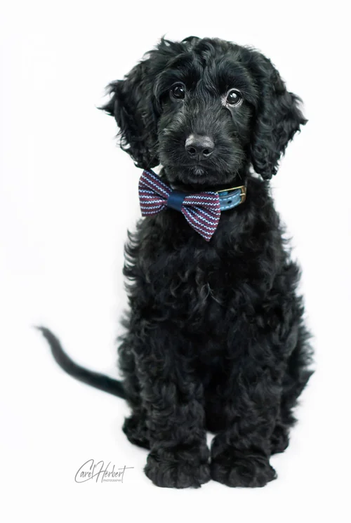 Pet Photography Gallery