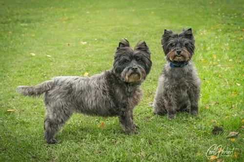 Pet Photography