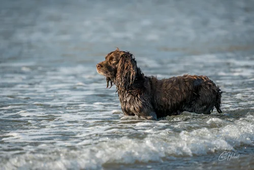 Pet Photography