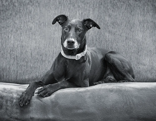 Pet Photography