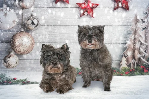 Pet Portraits Gallery
