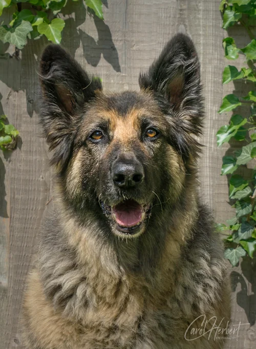 Pet Portraits Photo Shoot