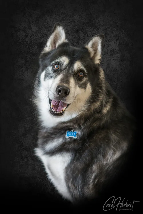 Pet Portraits Photo Shoot