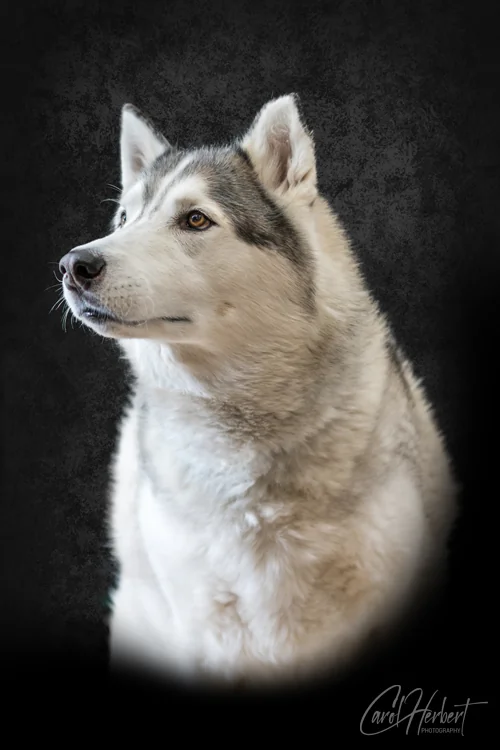 Pet Portraits Photo Shoot