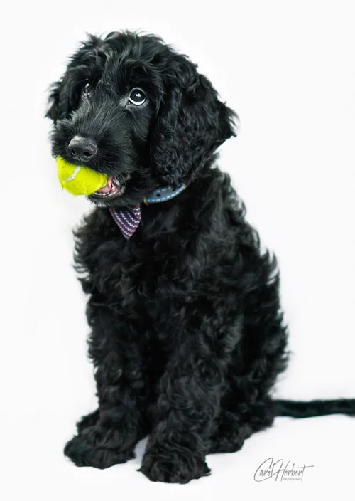 Pet Portraits Photo Shoot