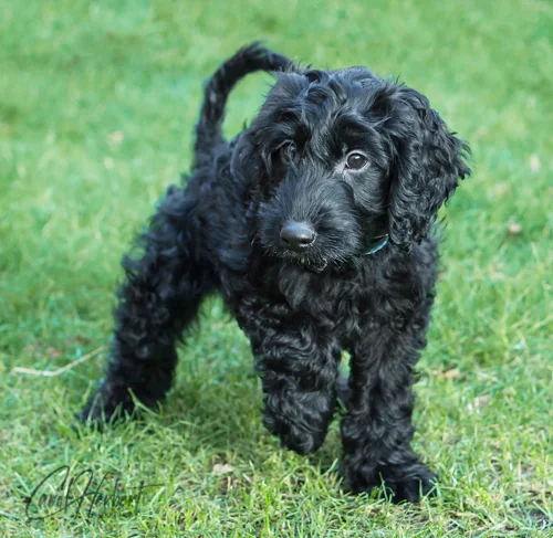 Pet Portraits Photo Shoot