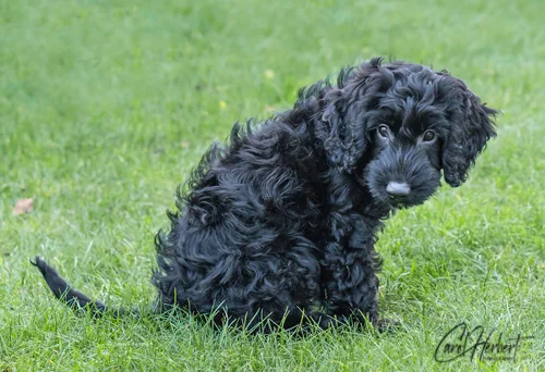 Pet Portraits Photo Shoot