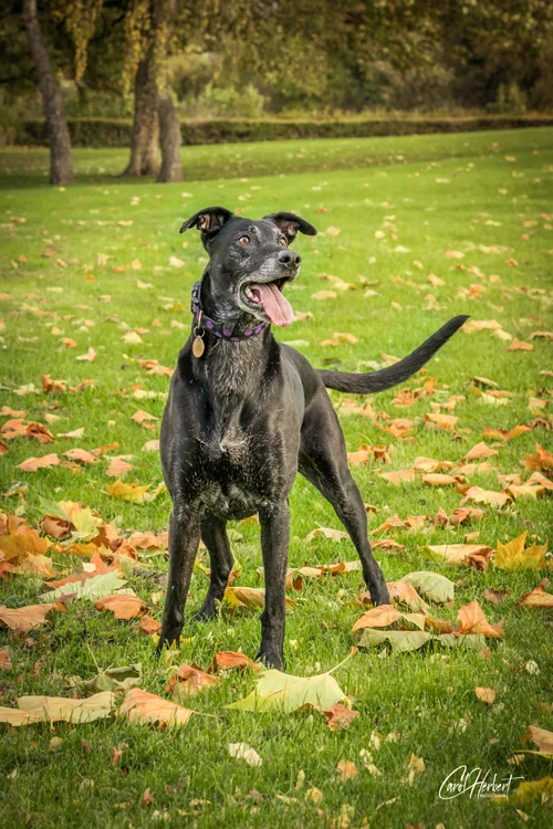 Pet Portraits Photo Shoot