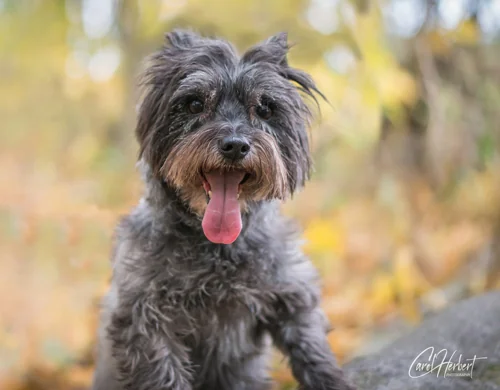 Pet Portraits Photo Shoot