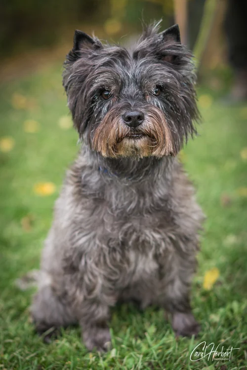 Pet Portraits Photo Shoot