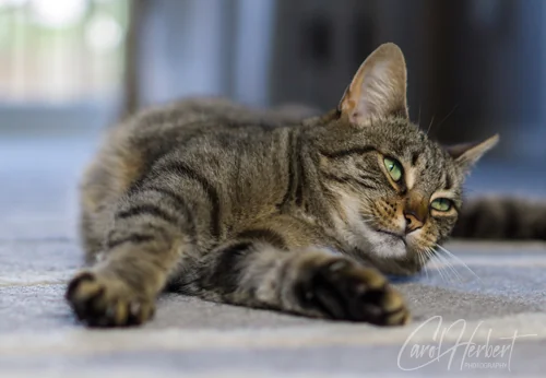 Pet Portraits Photo Shoot