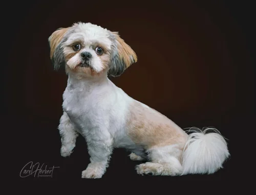 Pet Portraits Photo Shoot