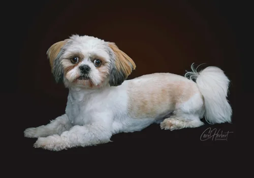 Pet Portraits Photo Shoot