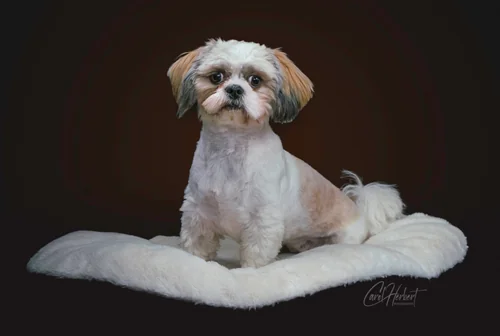 Pet Portraits Photo Shoot