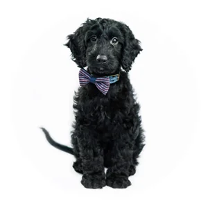 Pet Photographer Example Photo