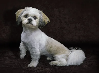 Carol Herbert Pet Photography Photographer